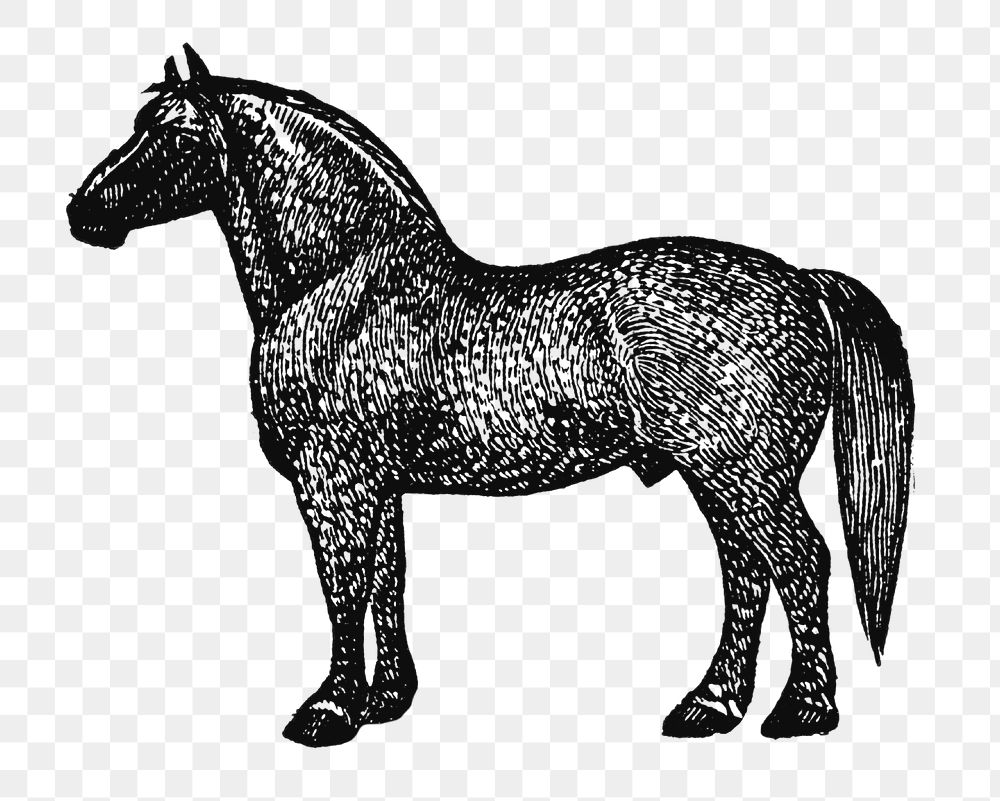 Horse sticker png, black ink drawing, digitally enhanced from our own original copy of The Open Door to Independence (1915)…