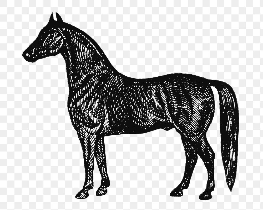 Horse sticker png, black ink drawing, digitally enhanced from our own original copy of The Open Door to Independence (1915)…