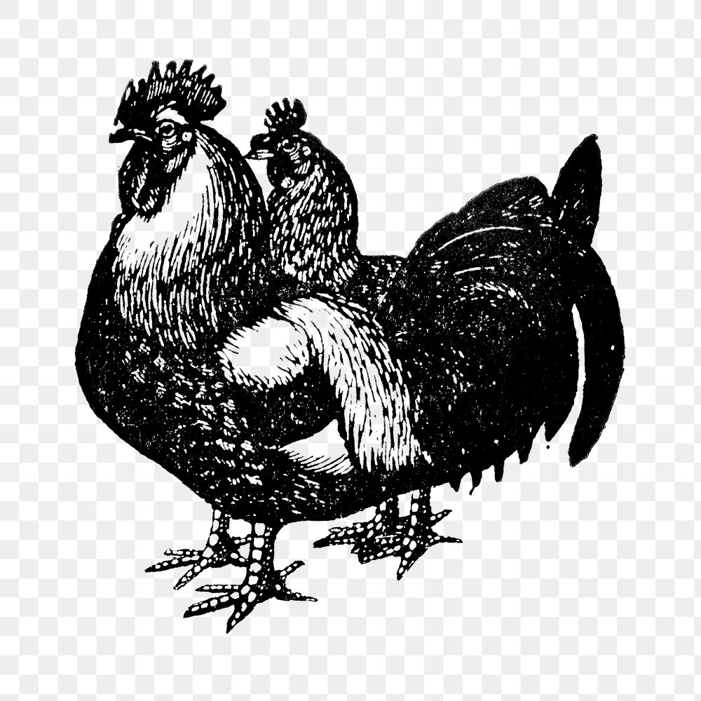 Chicken sticker png, black ink drawing, digitally enhanced from our own original copy of The Open Door to Independence…