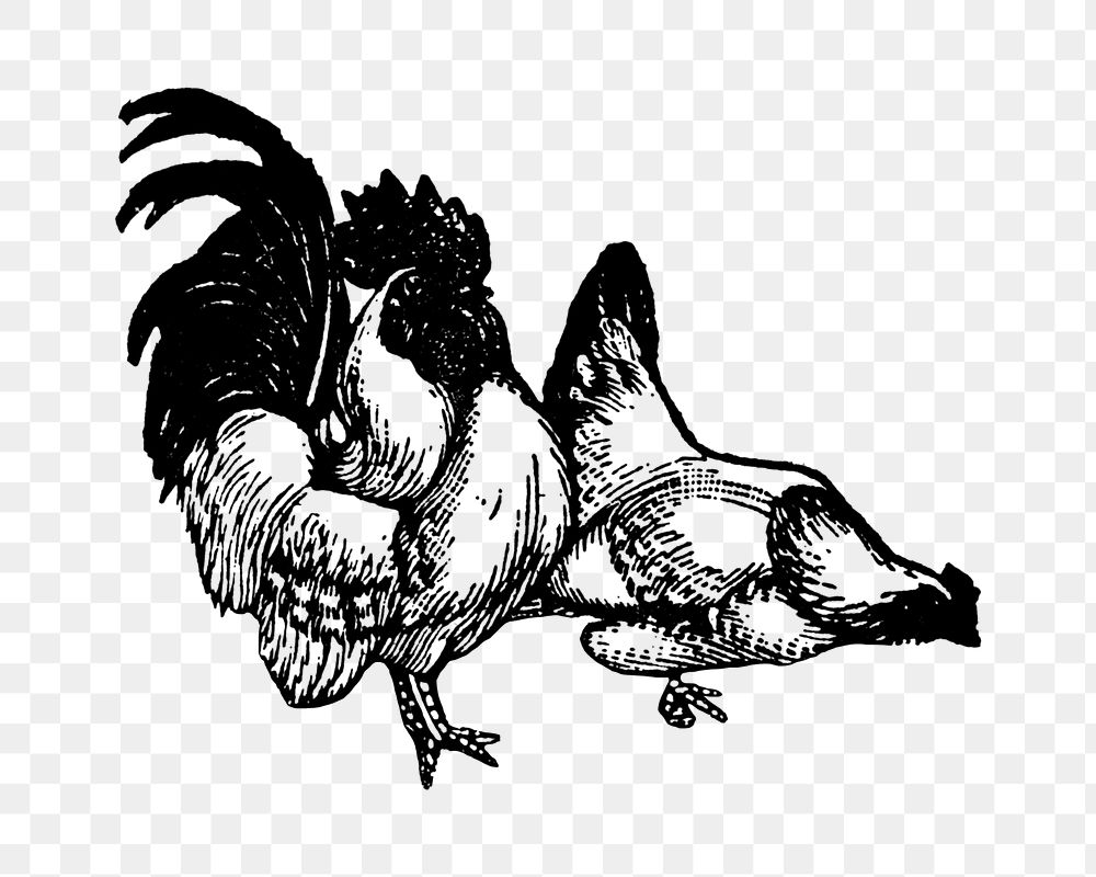 Chicken sticker png, black ink drawing, digitally enhanced from our own original copy of The Open Door to Independence…