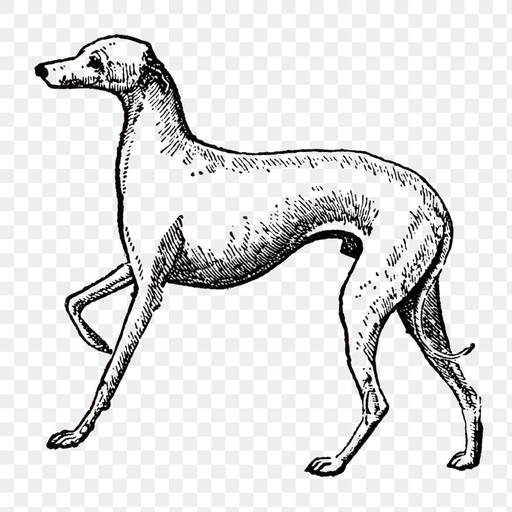 Italian Greyhound dog png collage element, black ink drawing, digitally enhanced from our own original copy of The Open Door…