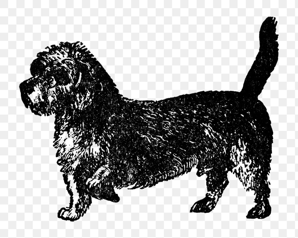 Dandie Dinmont Terrier dog png collage element, black ink drawing, digitally enhanced from our own original copy of The Open…