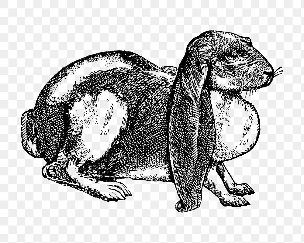 Loped Ear rabbit sticker png, black ink drawing, digitally enhanced from our own original copy of The Open Door to…
