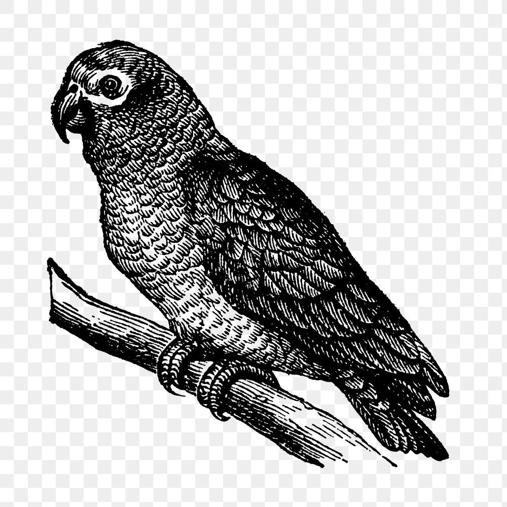 Gray parrot sticker png, black ink drawing, digitally enhanced from our own original copy of The Open Door to Independence…