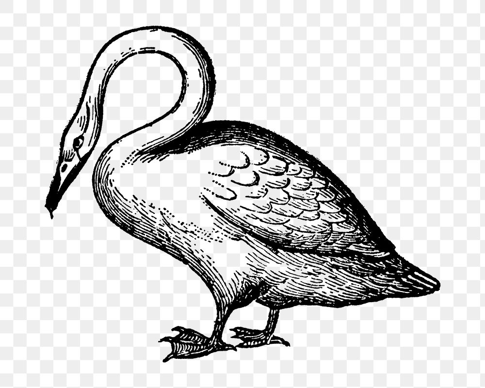 Swan sticker png, black ink drawing, digitally enhanced from our own original copy of The Open Door to Independence (1915)…