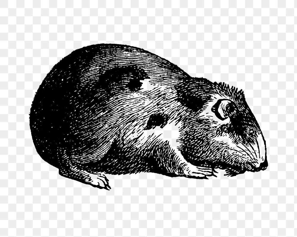 Guinea pig sticker png, black ink drawing, digitally enhanced from our own original copy of The Open Door to Independence…
