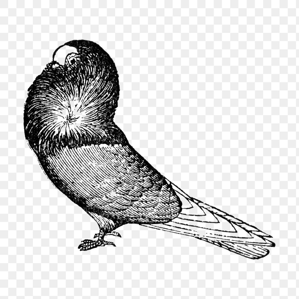 Jacobin pigeon png collage element, black ink drawing, digitally enhanced from our own original copy of The Open Door to…