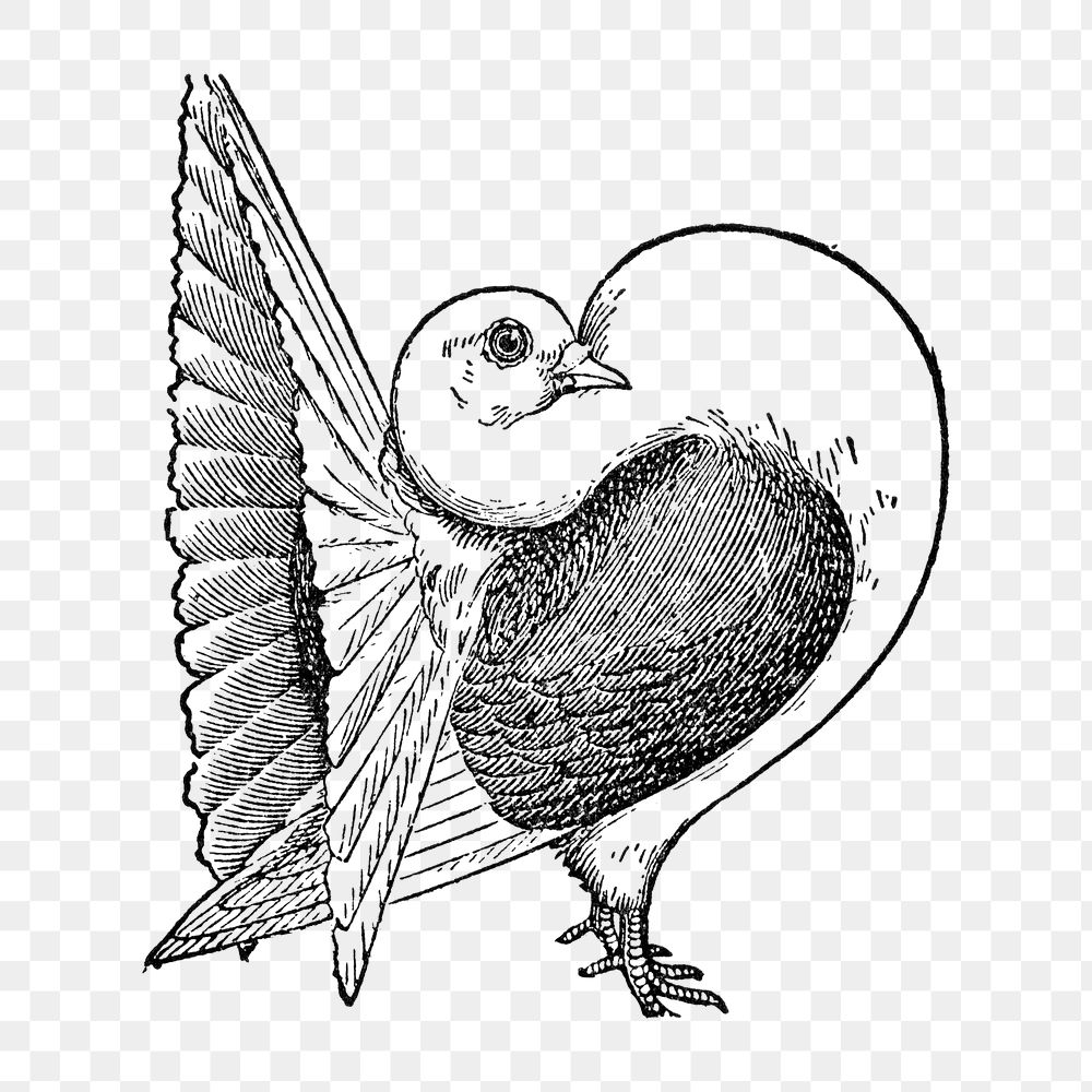 Fantail pigeon bird png collage element, black ink drawing, digitally enhanced from our own original copy of The Open Door…