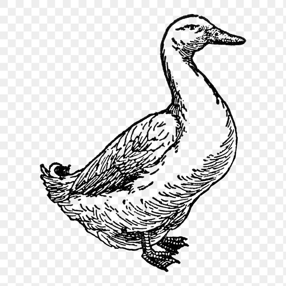 Duck sticker png, black ink drawing, digitally enhanced from our own original copy of The Open Door to Independence (1915)…