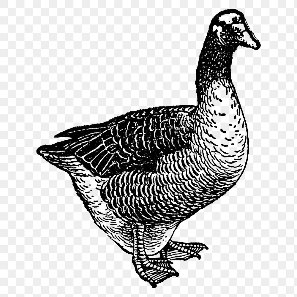 Duck sticker png, black ink drawing, digitally enhanced from our own original copy of The Open Door to Independence (1915)…