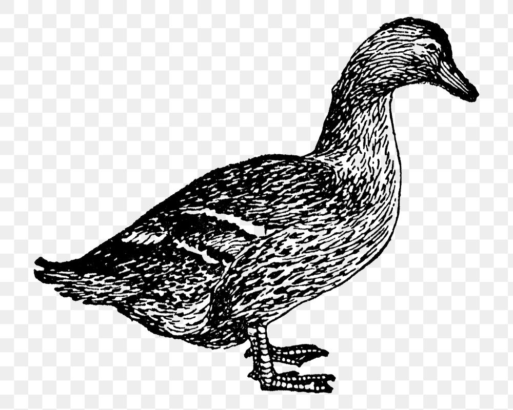 Duck sticker png, black ink drawing, digitally enhanced from our own original copy of The Open Door to Independence (1915)…