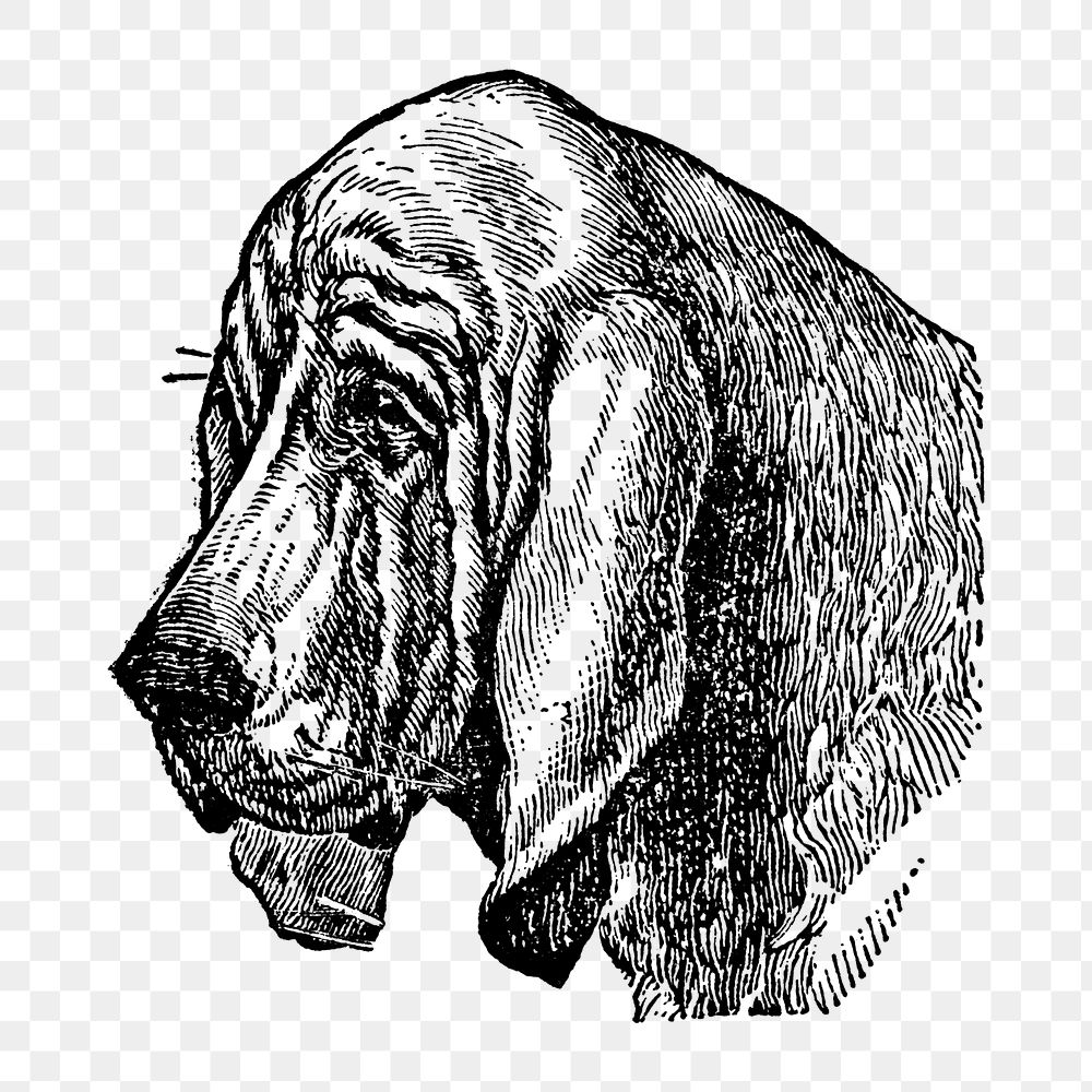 Bloodhound dog png collage element, black ink drawing, digitally enhanced from our own original copy of The Open Door to…