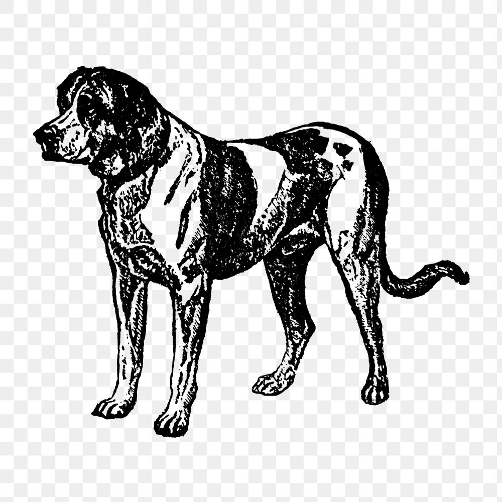 Smooth St. Bernard dog png collage element, black ink drawing, digitally enhanced from our own original copy of The Open…
