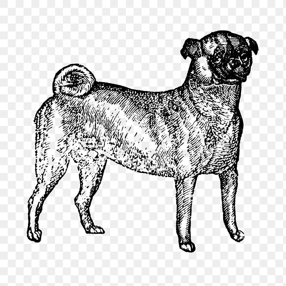Pug dog png collage element, black ink drawing, digitally enhanced from our own original copy of The Open Door to…