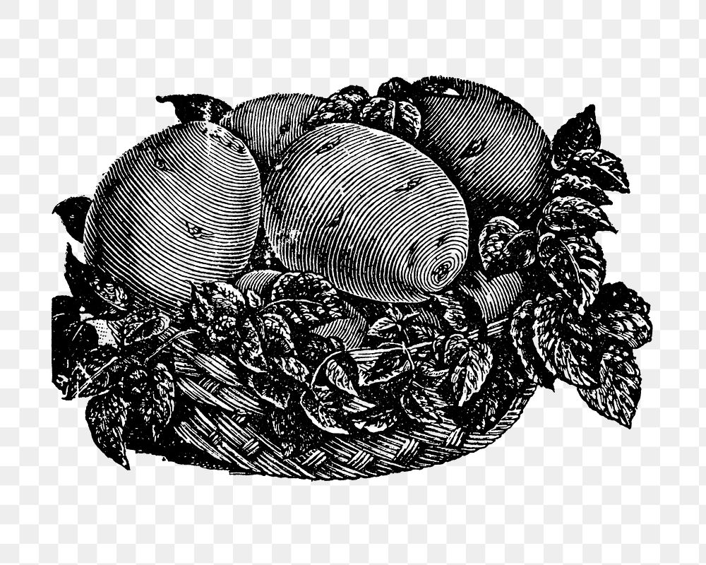 Sweet potato png collage element, black ink drawing, digitally enhanced from our own original copy of The Open Door to…
