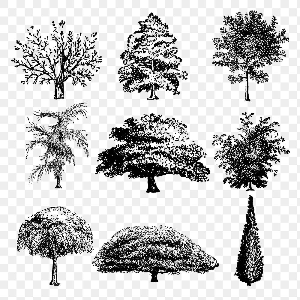 Tree sticker png, vintage black ink illustration, set on transparent background, digitally enhanced from our own original…