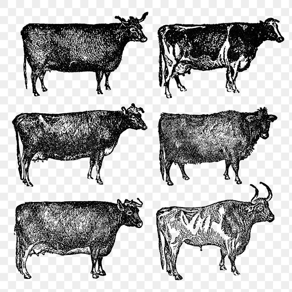 Hand drawn cow sticker png, vintage black ink illustration, set on transparent background, digitally enhanced from our own…