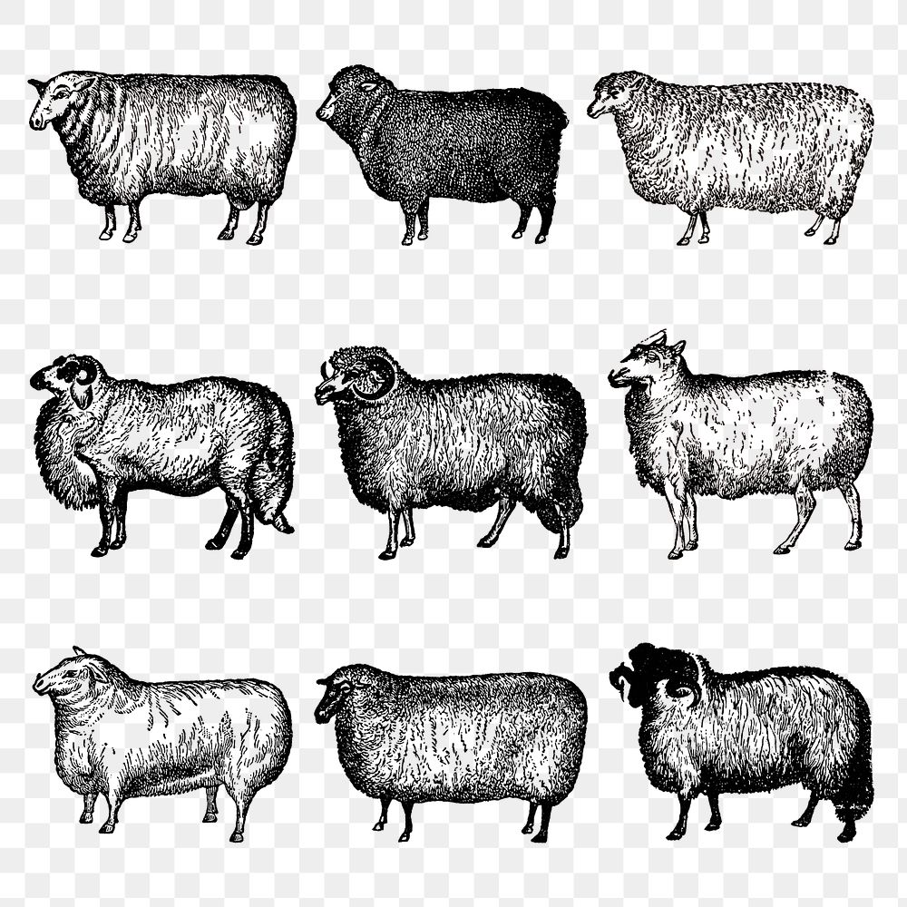 Goat & sheep png sticker, vintage black ink illustration, set on transparent background, digitally enhanced from our own…