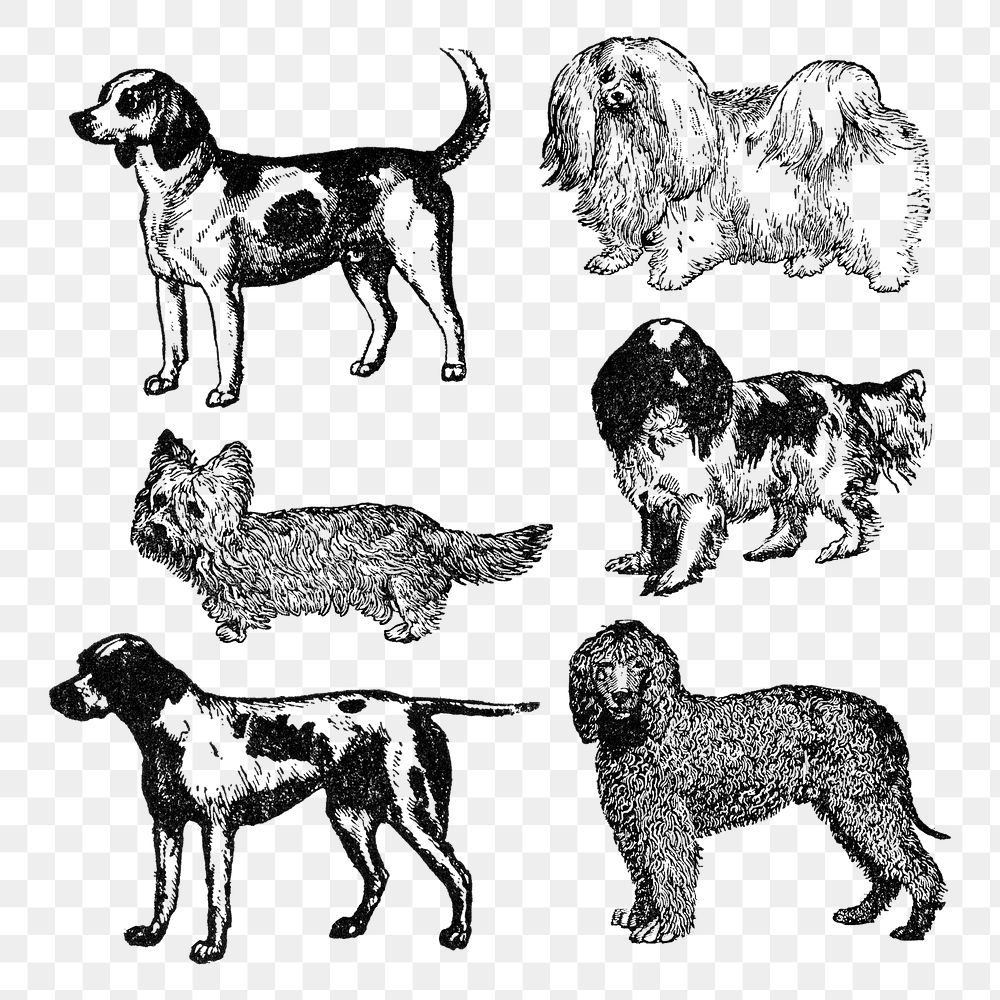 Dog sticker png, vintage black ink illustration, set on transparent background, digitally enhanced from our own original…