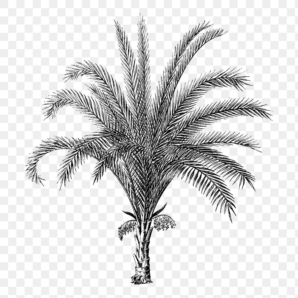 Botanical palm tree png sticker, aesthetic tropical clip art, transparent background
