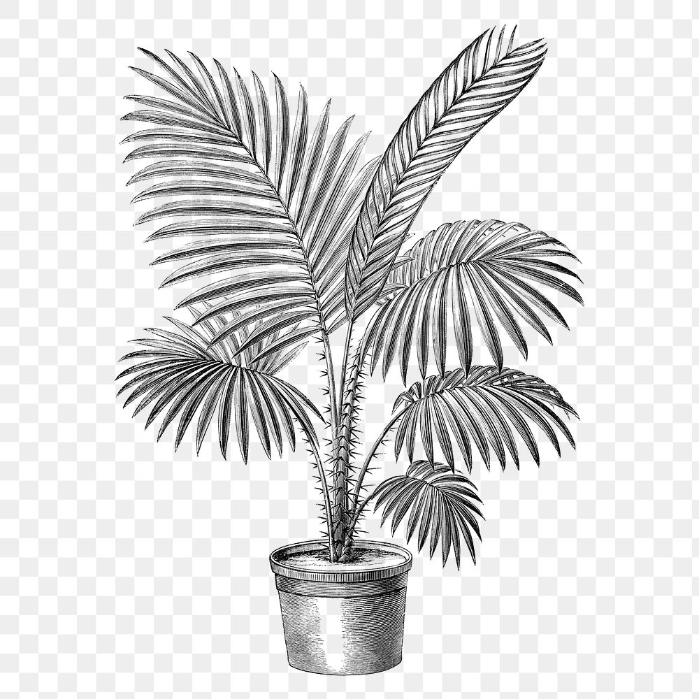 Botanical palm tree png sticker, aesthetic tropical clip art, transparent background