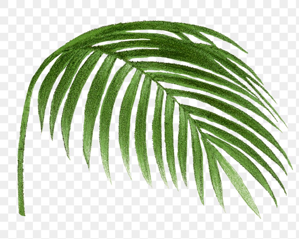 Palm leaf png sticker, watercolor hand drawn botanical design clip art, transparent background