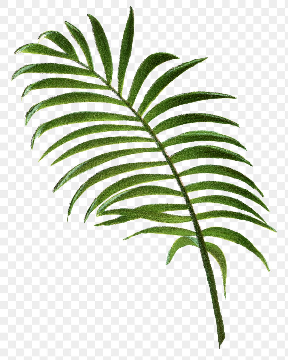 Palm leaf png sticker, hand drawn botanical design clip art, transparent background