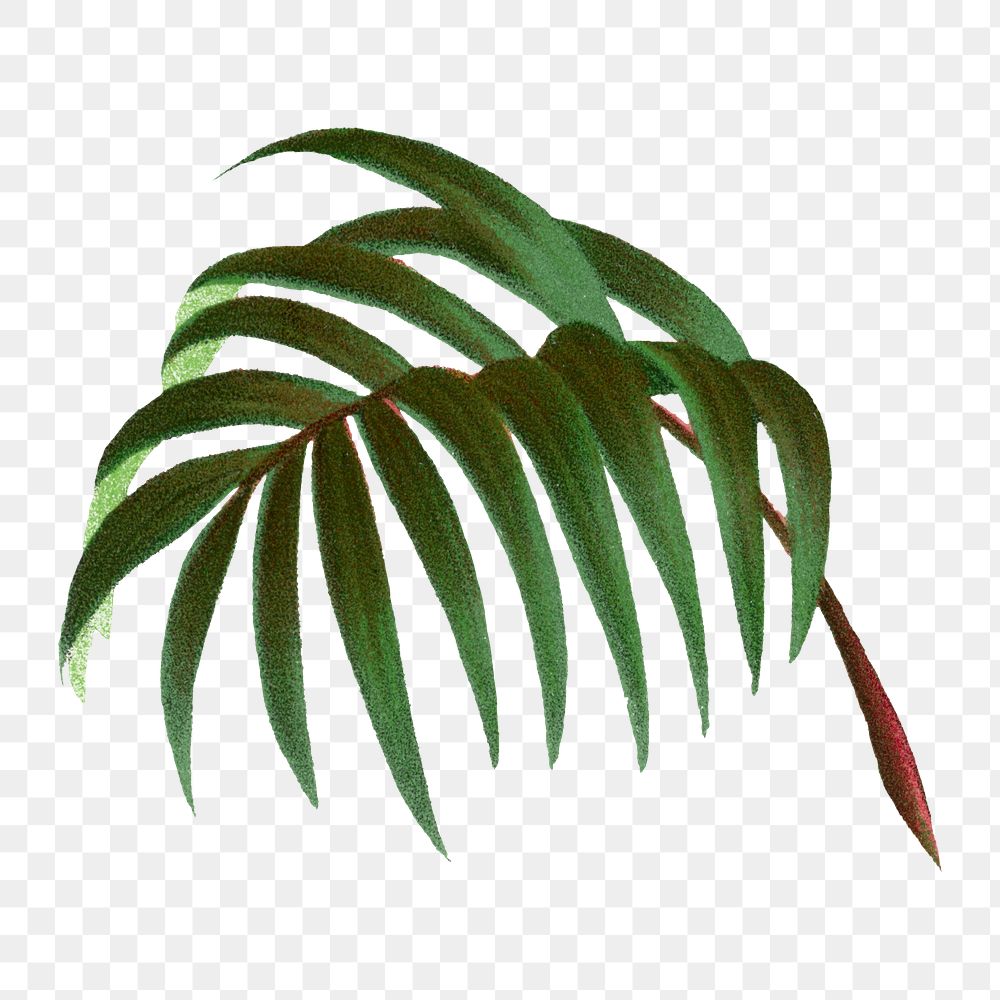 Palm leaf png sticker, watercolor hand drawn botanical design clip art, transparent background