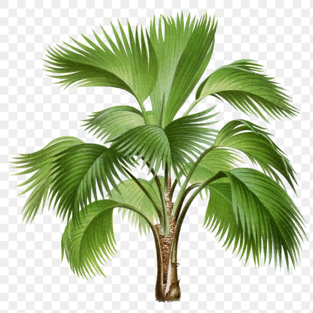 Botanical palm tree png sticker, aesthetic tropical clip art, transparent background