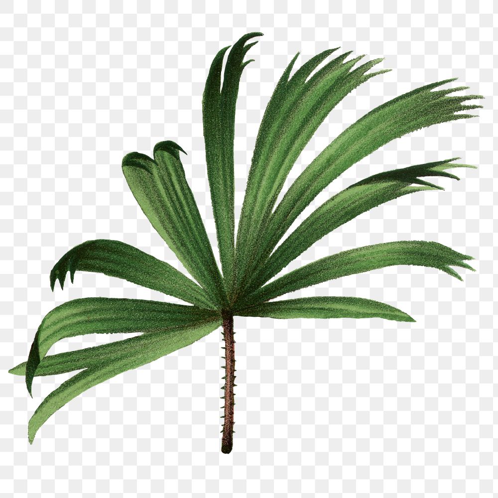 Palm leaf png sticker, watercolor botanical design clip art, transparent background