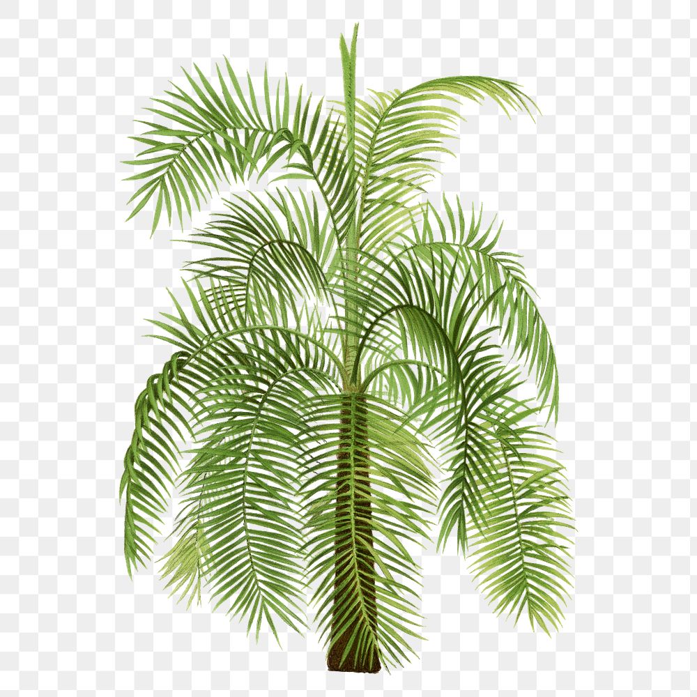 Botanical palm tree png sticker, aesthetic tropical clip art, transparent background