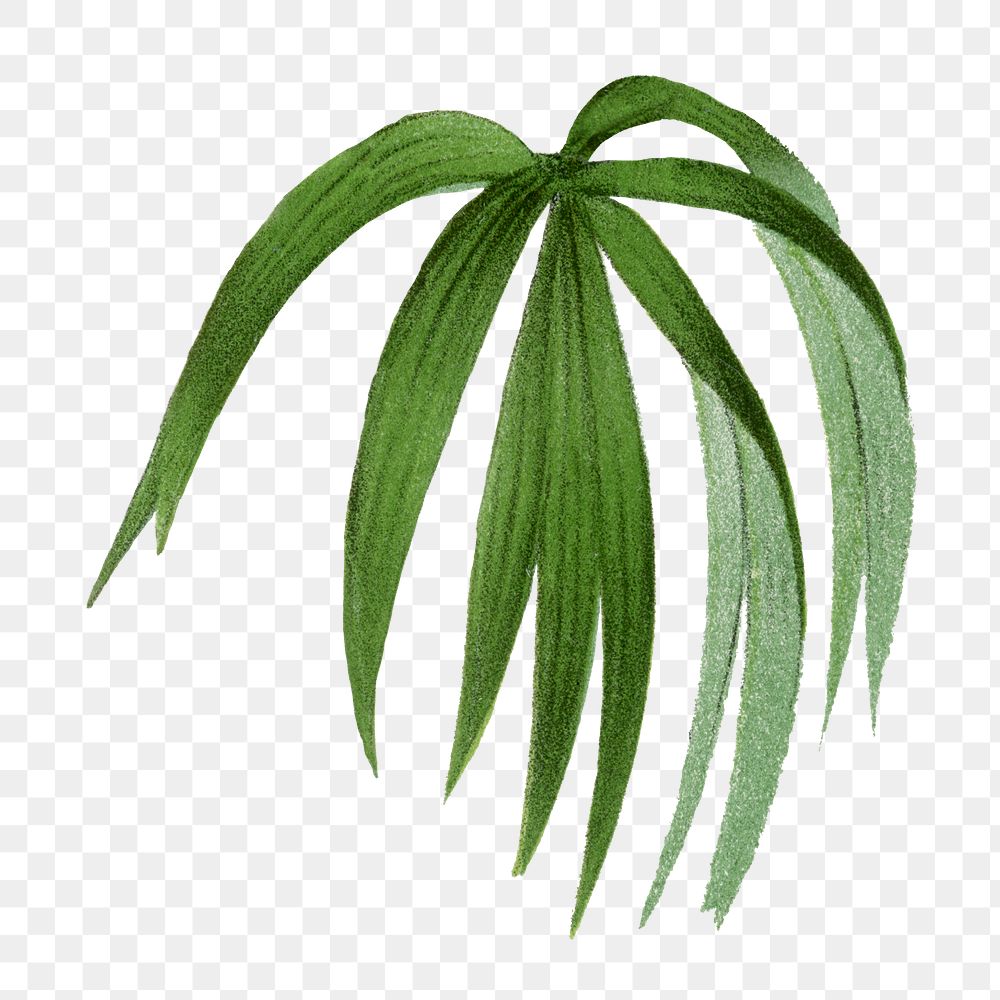 Botanical palm leaf png sticker, aesthetic tropical clip art, transparent background