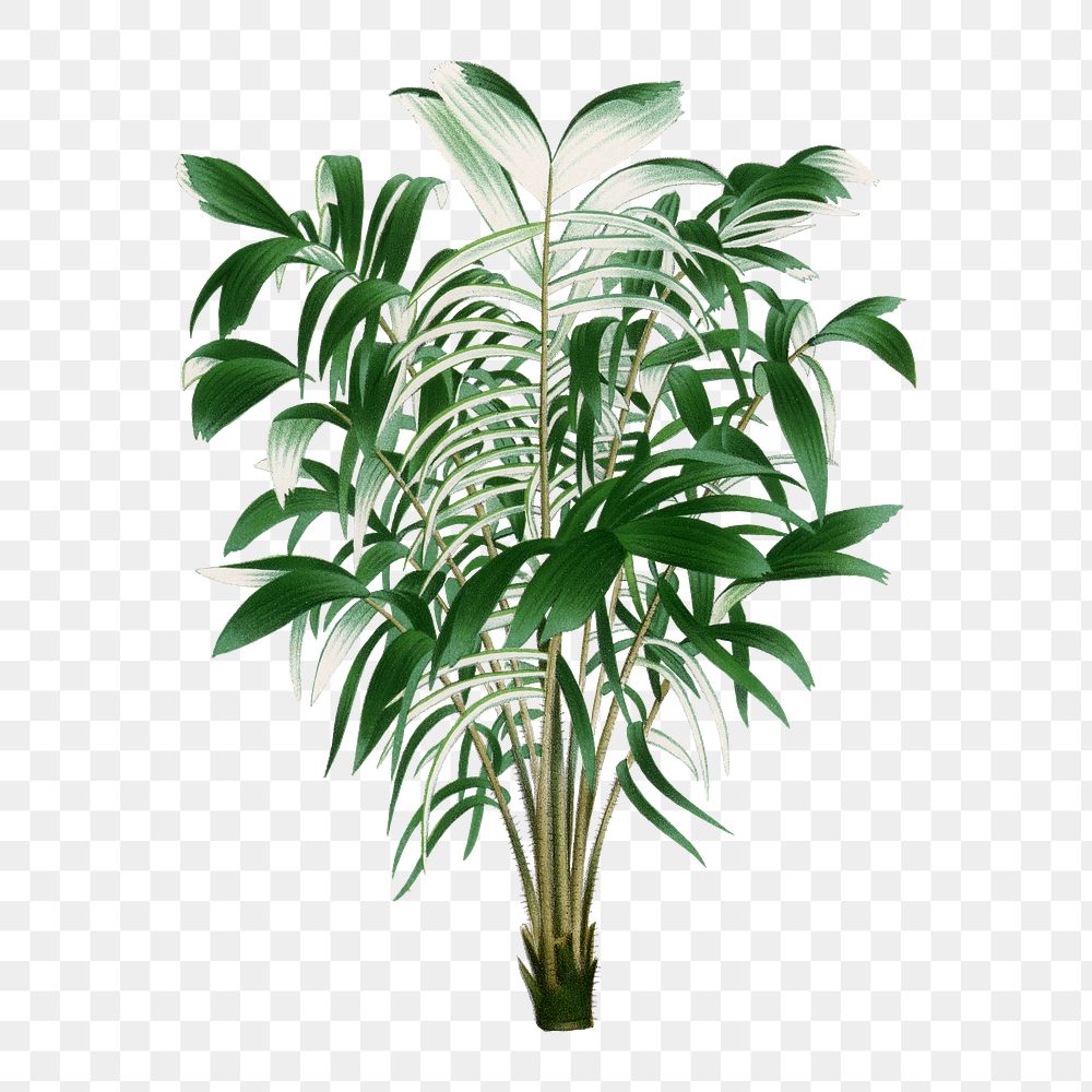 Palm tree png sticker, watercolor botanical design clip art, transparent background