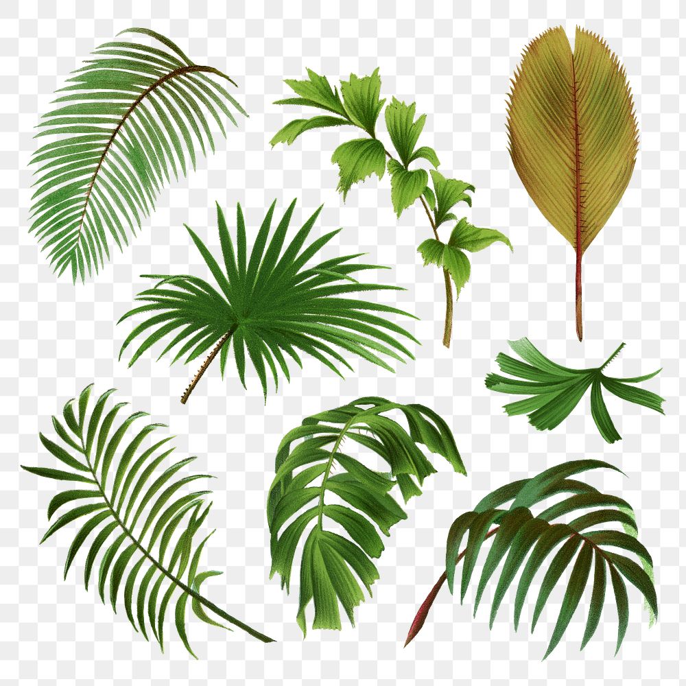 palm tree leaves clipart