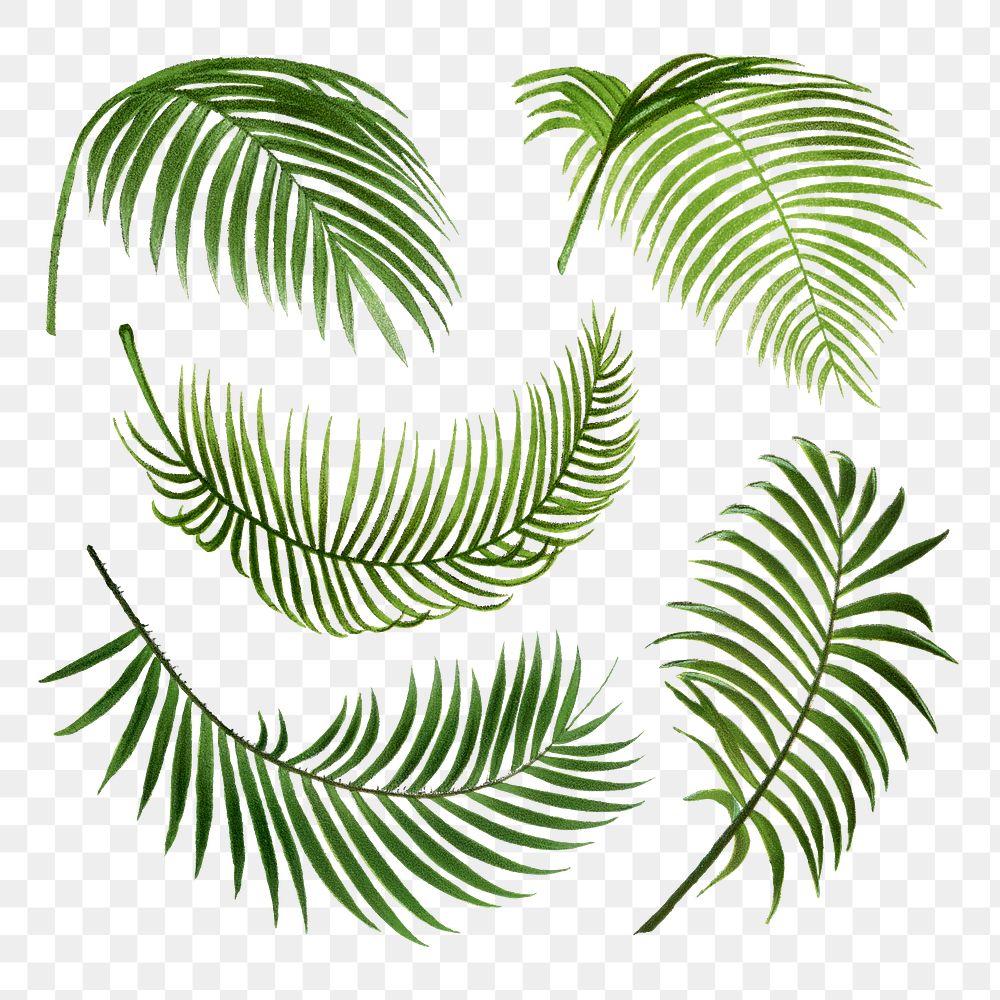 Palm leaves png stickers, watercolor botanical design clip art set, transparent background