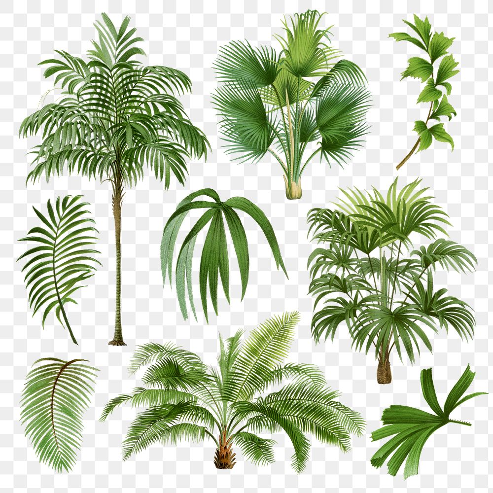 Palm tree png sticker, watercolor botanical design clip art set, transparent background