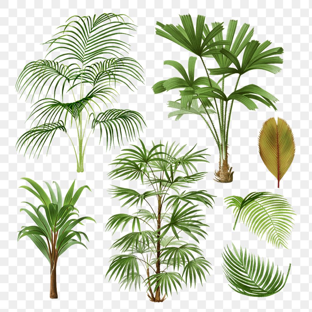 Palm tree png sticker, watercolor botanical design clip art set, transparent background