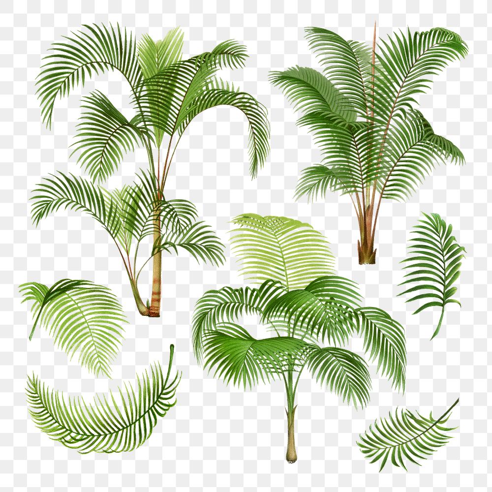 Palm tree png sticker, watercolor botanical design clip art set, transparent background