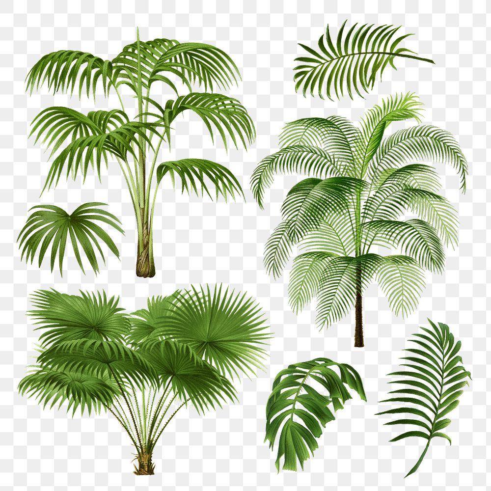 Palm tree png sticker, watercolor botanical design clip art set, transparent background