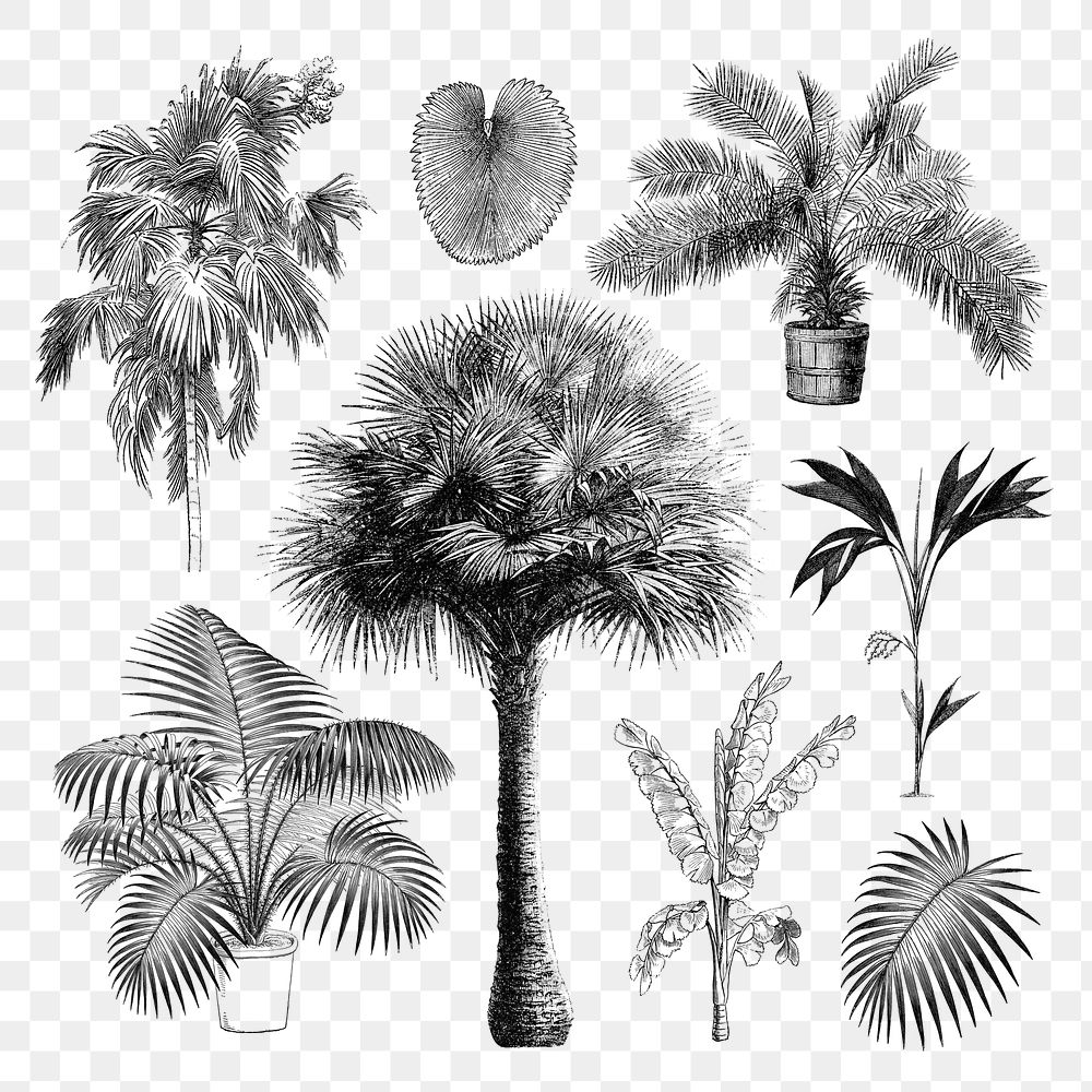 Botanical palm tree png sticker, hand drawn tropical clip art set, transparent background