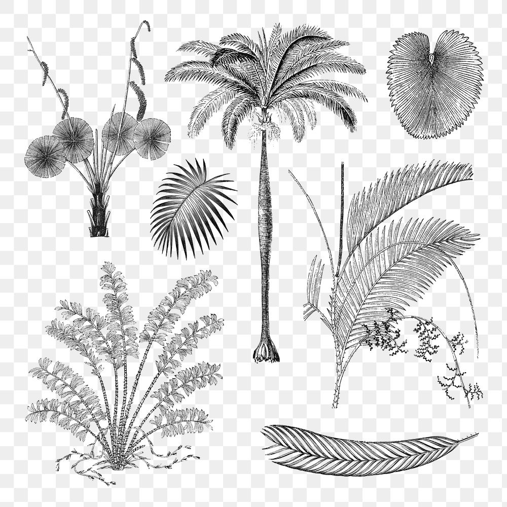 Botanical palm tree png sticker, hand drawn tropical clip art set, transparent background