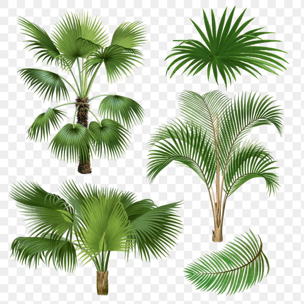 Palm tree png sticker, watercolor botanical design clip art set, transparent background