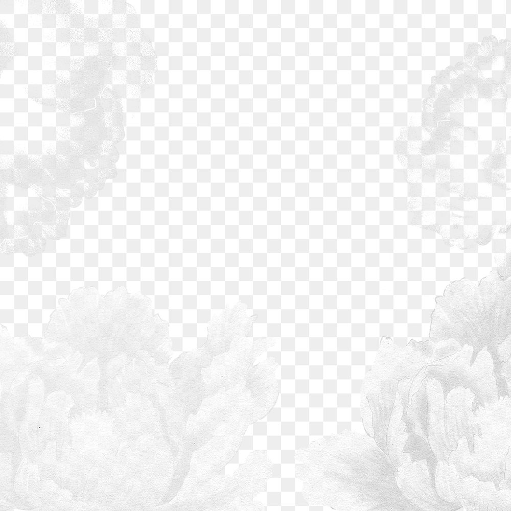 Peony png border, white color on transparent background