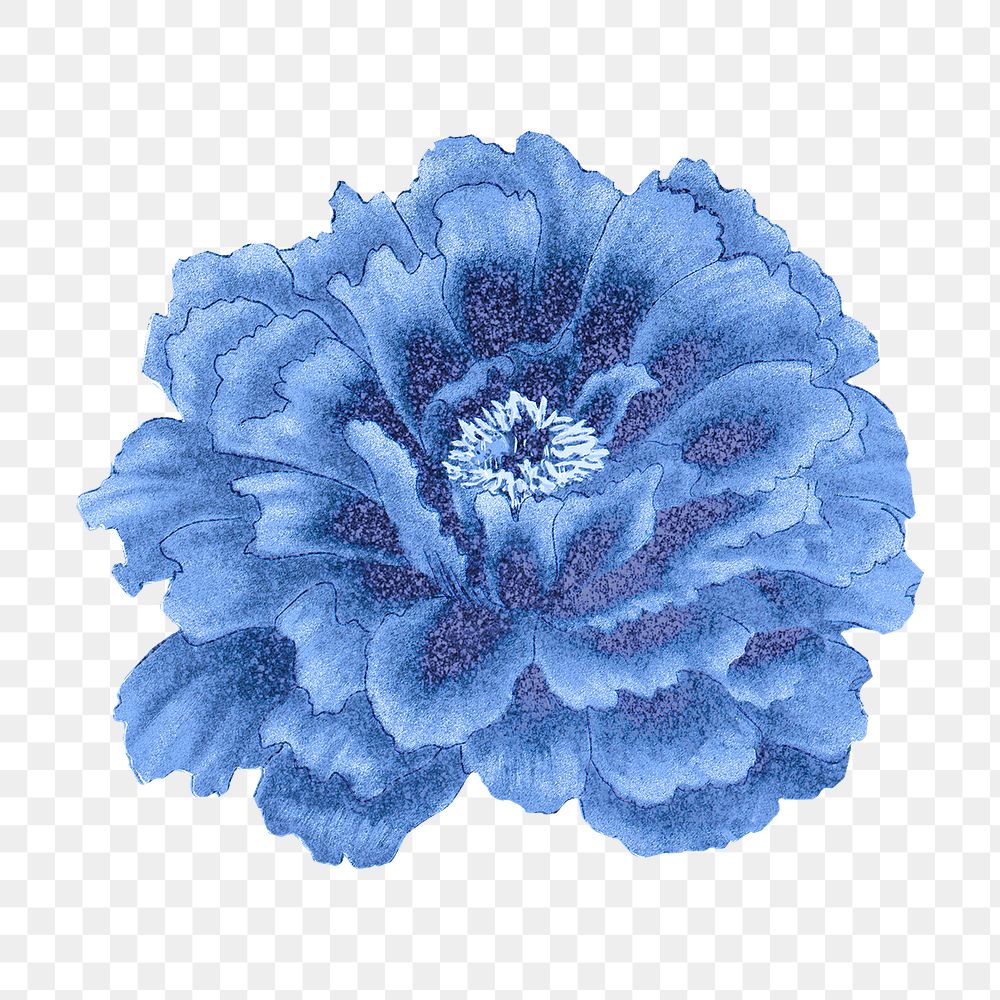 Japanese peony flower png clipart, blue botanical floral design on transparent background