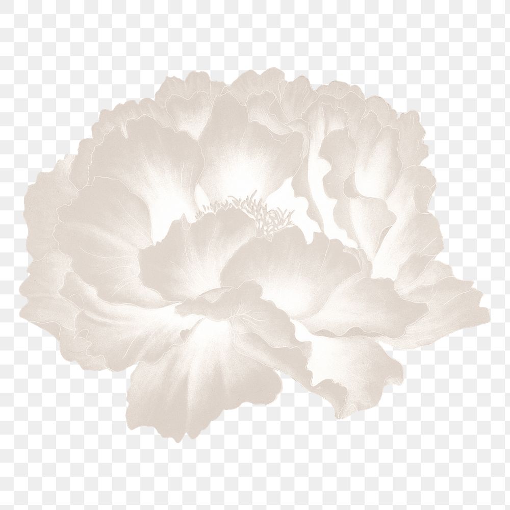 Japanese peony png clipart, white botanical floral design on transparent background