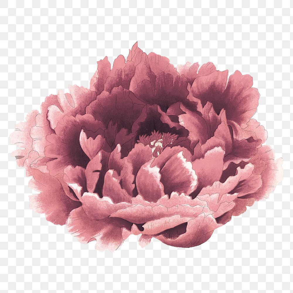 Peony png sticker, aesthetic flower clipart, floral & botanical style on transparent background