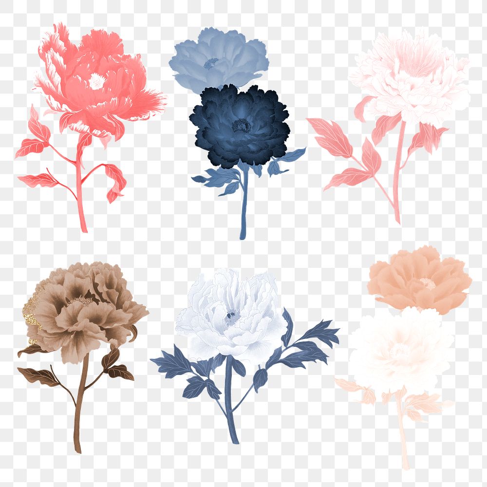 Peony flower png design element, aesthetic botanical style on transparent background set