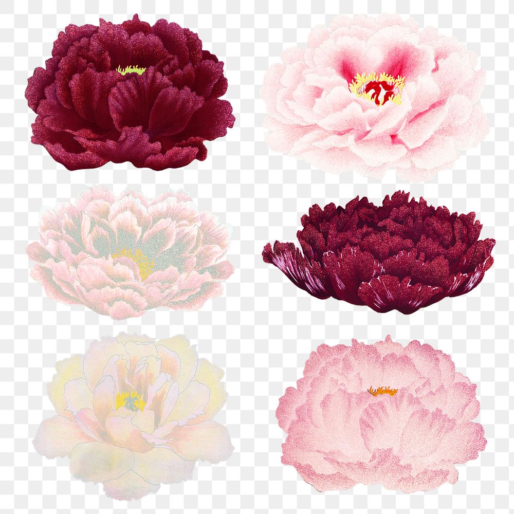 Peony png sticker, aesthetic flower clipart, floral & botanical style on transparent background set