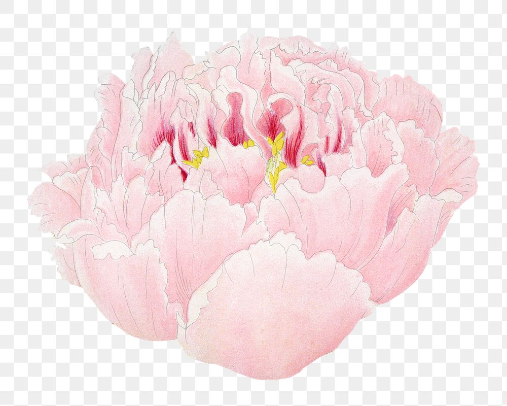 Pink peony png sticker, botanical flower design element on transparent background