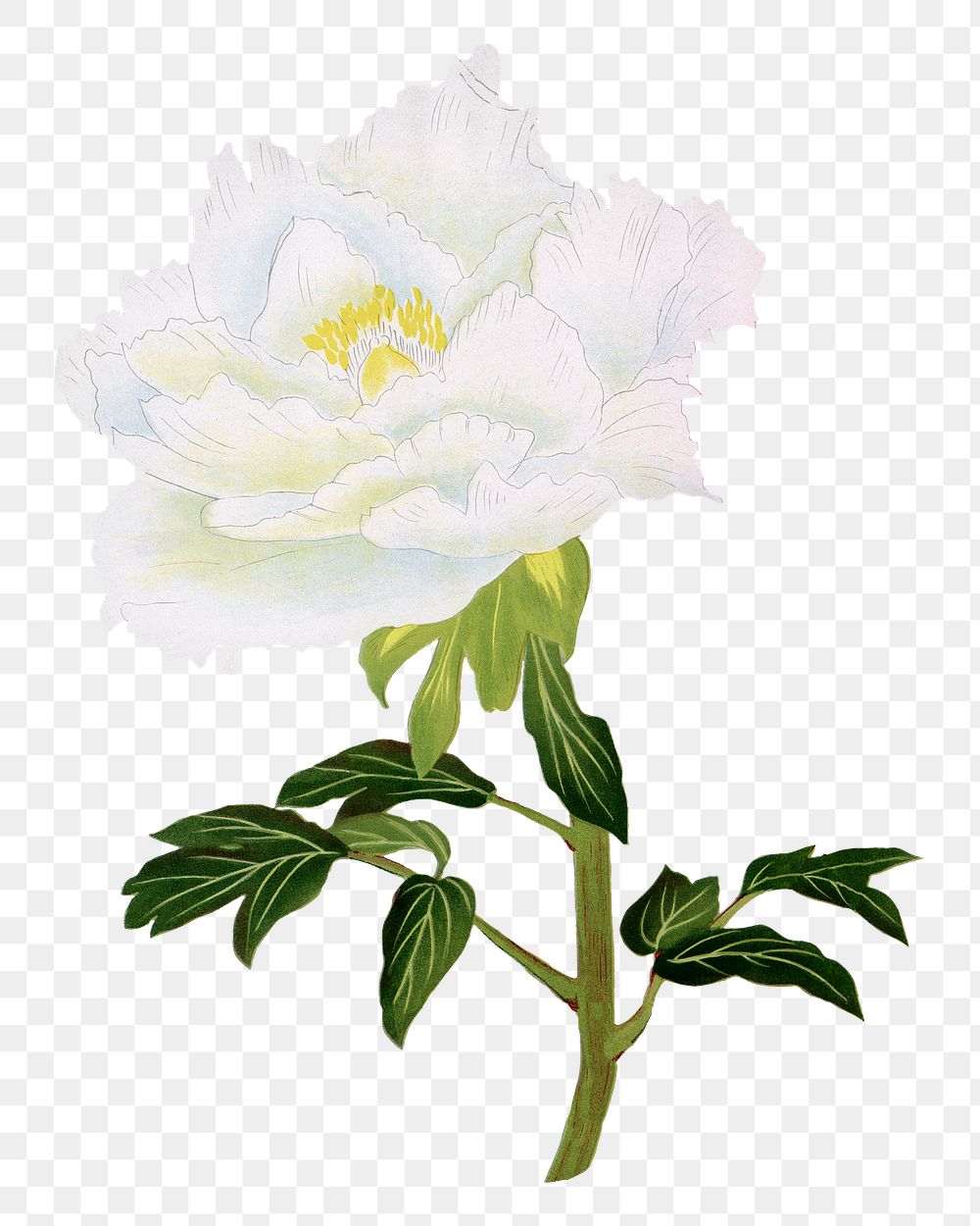 Japanese peony flower png clipart, white botanical floral design on transparent background